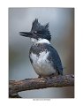 _1SB0101-1 belted kingfisher a85x11